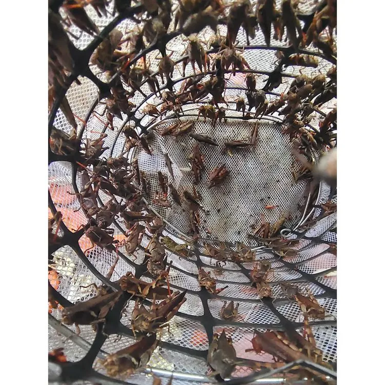 贵州野生大花面公母混合全母大榄核画眉提性鸟食壮膘新鲜斗鸟专用