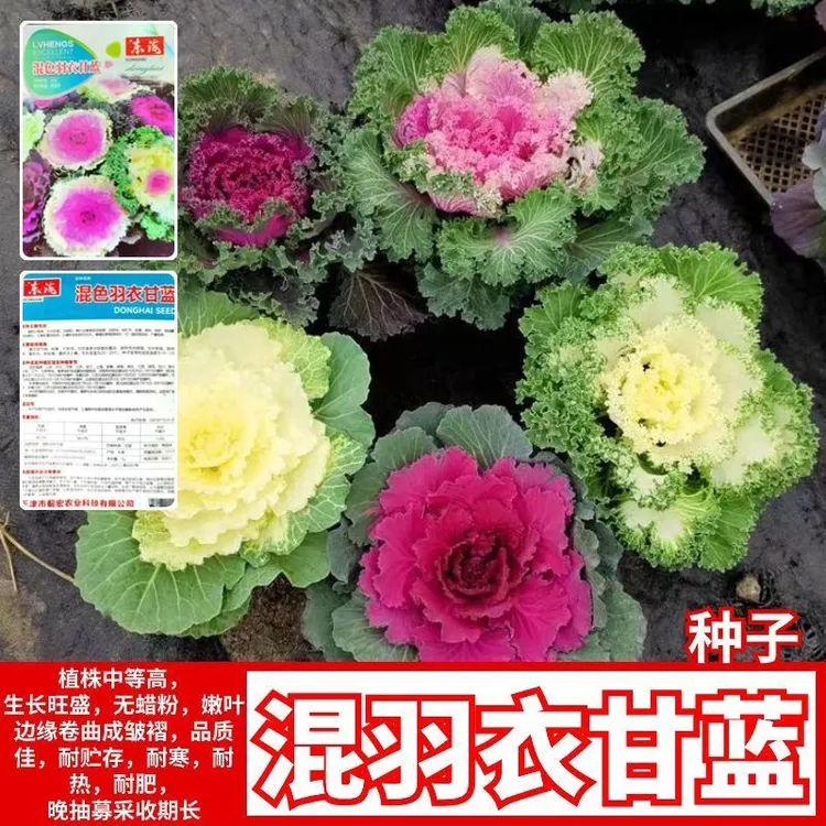 /2025新型混色羽衣甘蓝种子食用观赏耐热耐寒园林盆栽四季蔬菜种