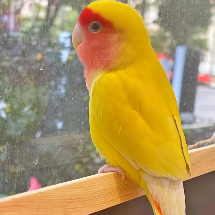 牡丹鹦鹉活体易亲人适合家养观赏可学说话技能宠物鸟