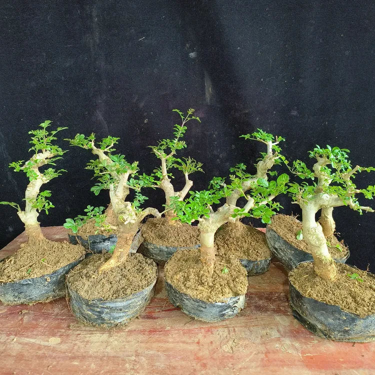 对节白蜡盆景造型素材桩源头产地包邮老桩阳台小品水培小微有士球