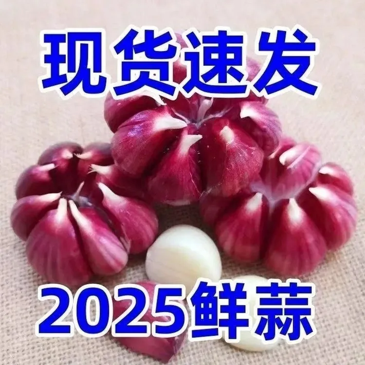 甄选新鲜现挖带泥大蒜紫皮湿蒜鲜蒜带箱3斤