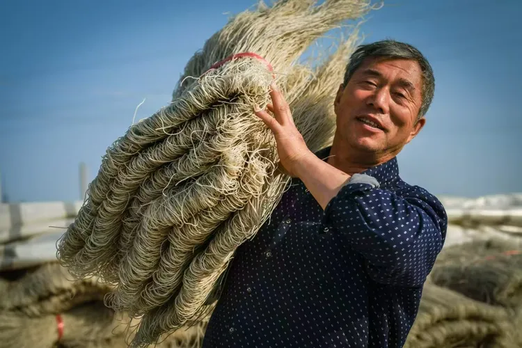 三原鲁桥大口井王文纯红薯粉条【京东发货】