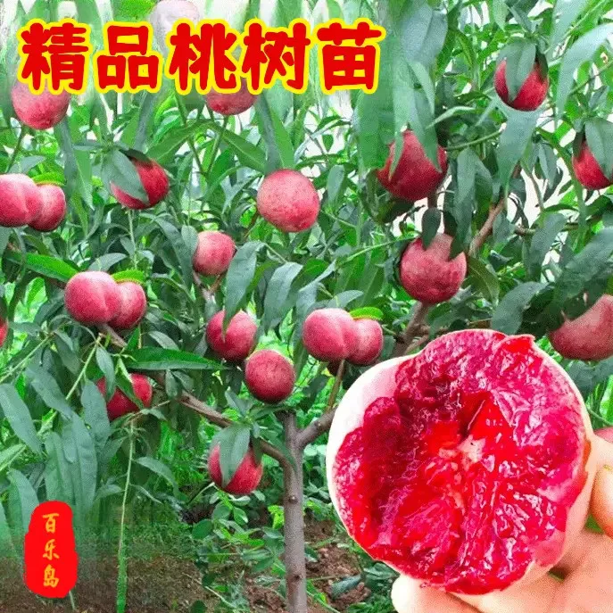 【新品种桃树苗】冬桃血桃桃子树苗南北方庭院四季种植