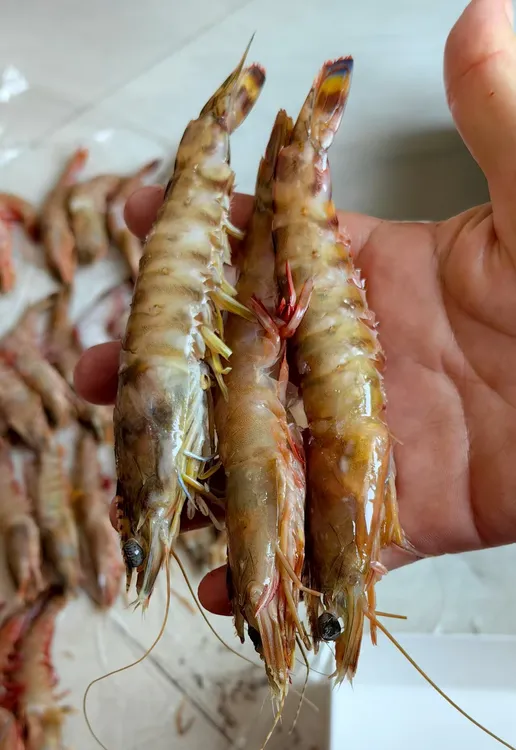 野生斑马虾竹节虾顺丰到家