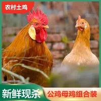 【小邢】组合装 3只3年母鸡+赠1只公鸡净膛 4只净重10-11斤