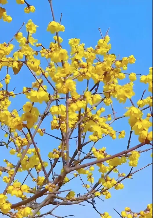 花树/庭院风景树/盆景/地栽/高杆/棒棒糖腊梅树