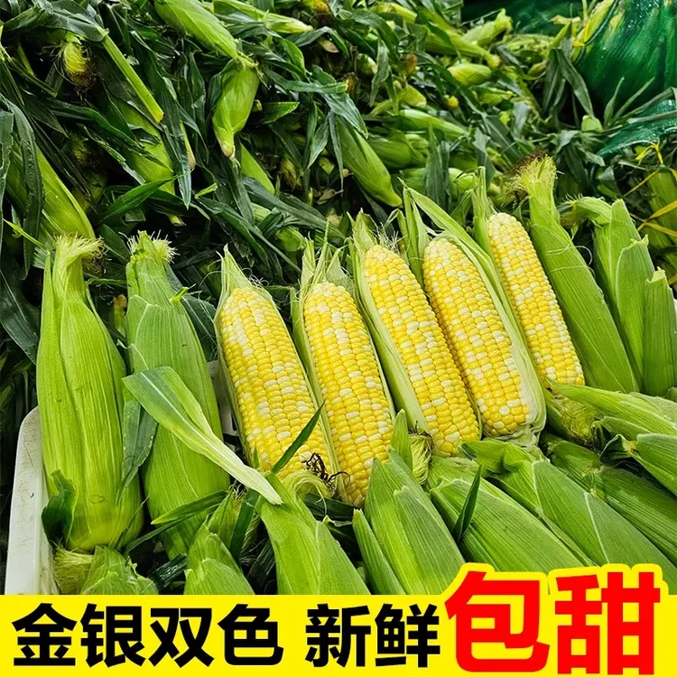 云南新鲜现摘水果玉米甜脆可生吃商品图