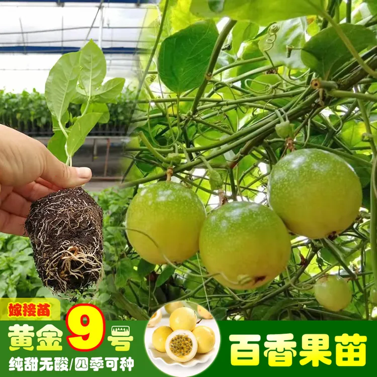 纯甜钦密9号黄金百香果树苗嫁接苗南方一年四季爬藤超甜百香果苗