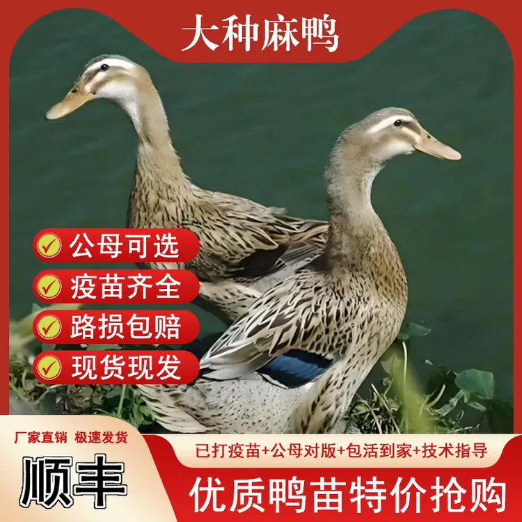 宠物鸭正宗纯种麻鸭产蛋绿头鸭黄麻鸭金锭鸭绍兴鸭农家鸭柯尔鸭