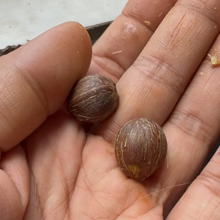 紫金鼠 带皮 文玩 小圆 卡 1..2 1.3