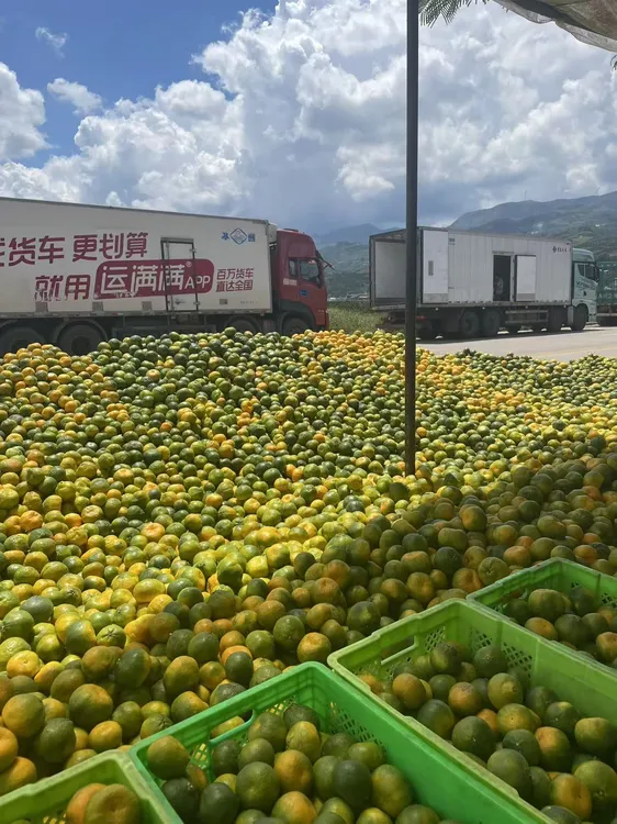 现摘现发云南蜜橘新鲜应季水果