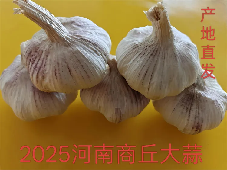 #河南#正宗紫白皮大蒜#新鲜干蒜#饱满多汁味足#可吃可种