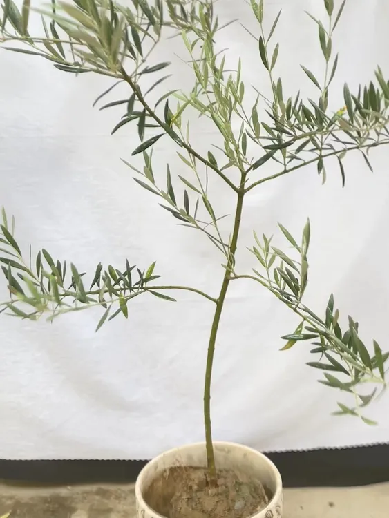 地中海风油橄榄树盆栽大型客厅绿植室内外四季常青阳台庭院装饰