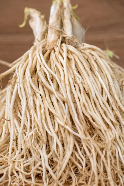 云南韭菜根 现挖韭菜根 新鲜韭菜根