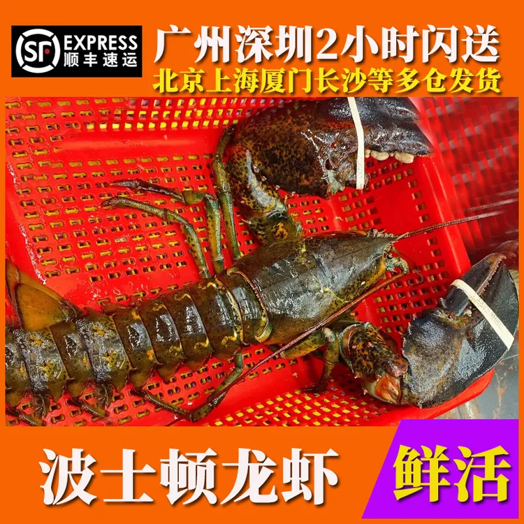 鲜活波士顿龙虾新鲜海鲜水产特超大古巴花青奥澳洲大小龙虾