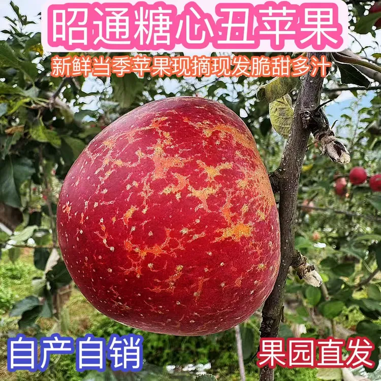 2云南昭通丑苹果糖心新鲜批发现摘【品质果】原生态脆甜多汁更健康