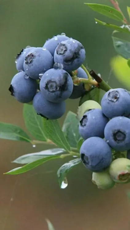 东北吉林高山寒地蓝莓新鲜采摘  顺丰包邮现采现发