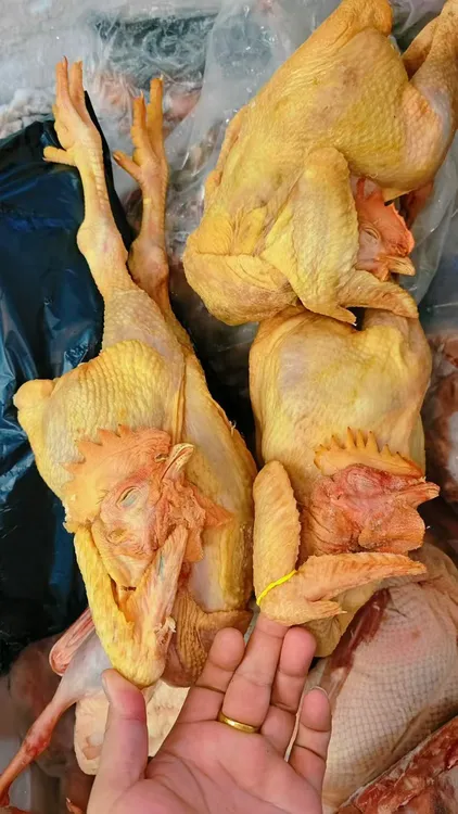 大公鸡三只农村笨公鸡，9斤左右