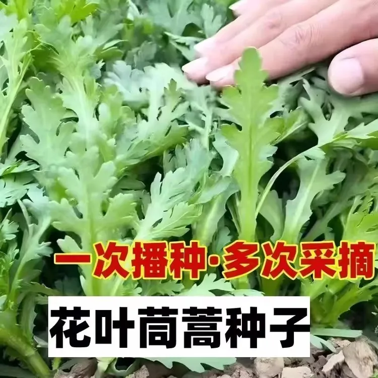 割完又长茼蒿菜四季皇帝阳台庭院花卉盆栽耐热秋冬蔬菜耐寒新鲜