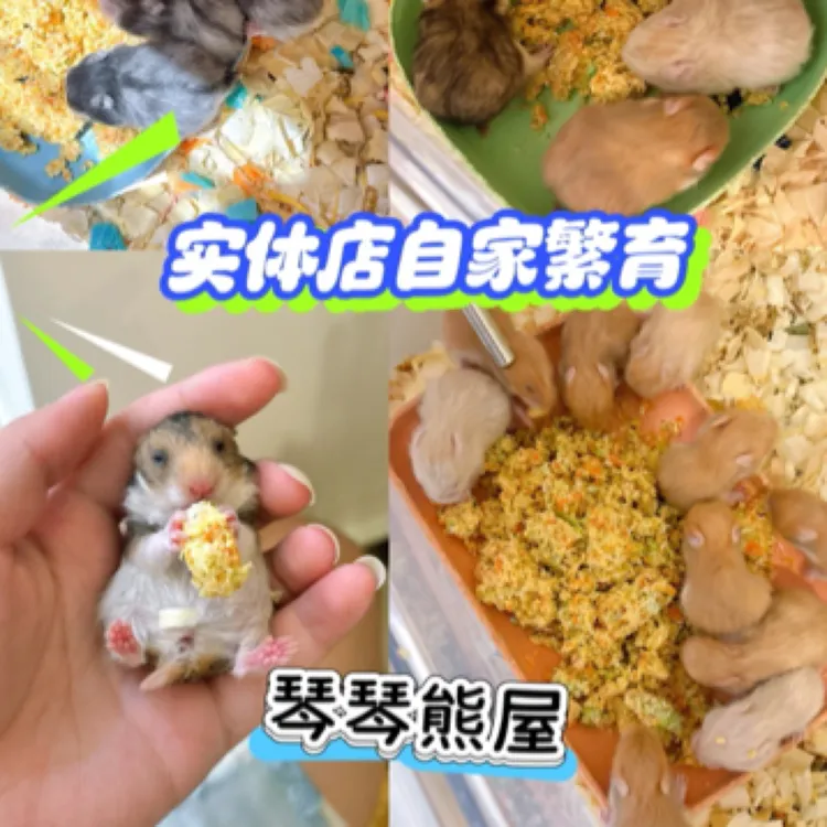 金丝熊波利家养可爱性格好直播专选链接先拍后挑