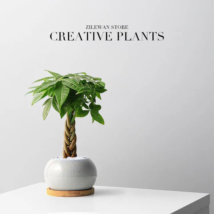 【钱包到账树】五福发财树绿植趣味桌面盆栽绿植小盆栽植物办公室