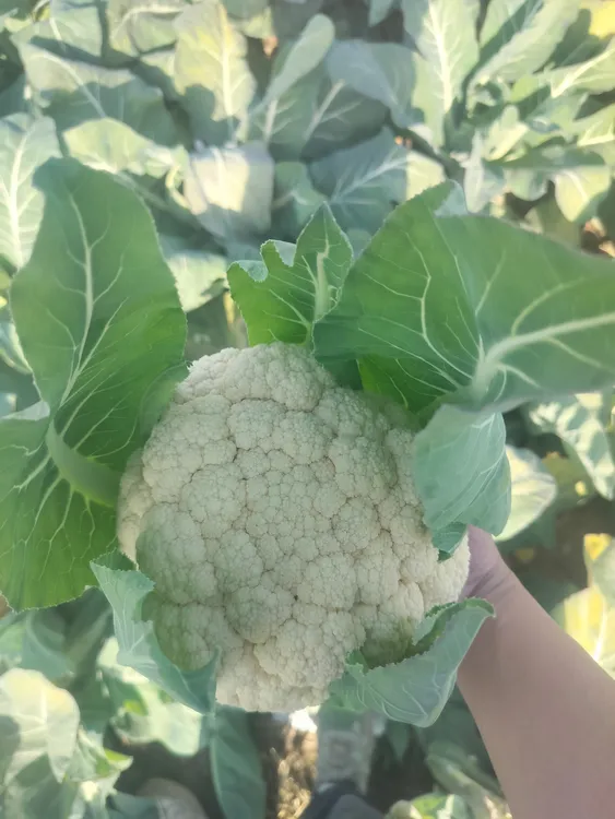 农家自种当季新鲜有机花菜松花菜露天种植现摘应季蔬菜鲜甜脆嫩