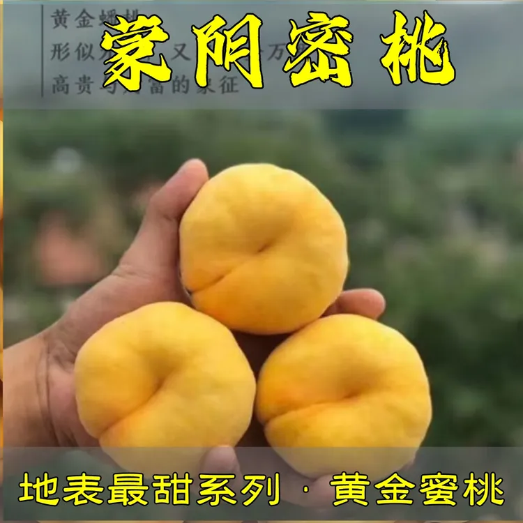 现摘山东蒙阴黄金毛蟠桃新鲜水果水蜜桃黄金蟠桃扁桃脆甜应季彩虹