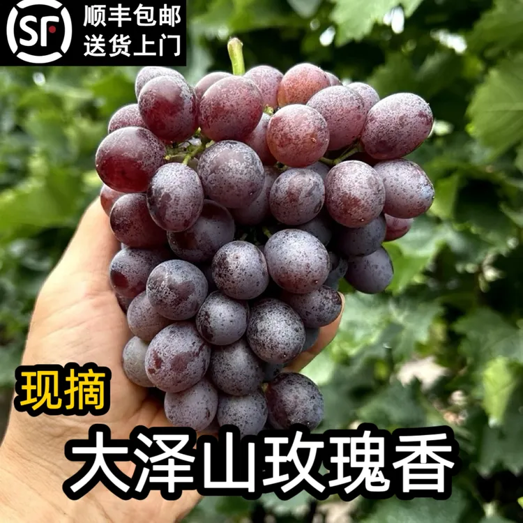 大泽山当季玫瑰香无核水果新鲜当季提子新鲜无核水果蓝宝石葡萄