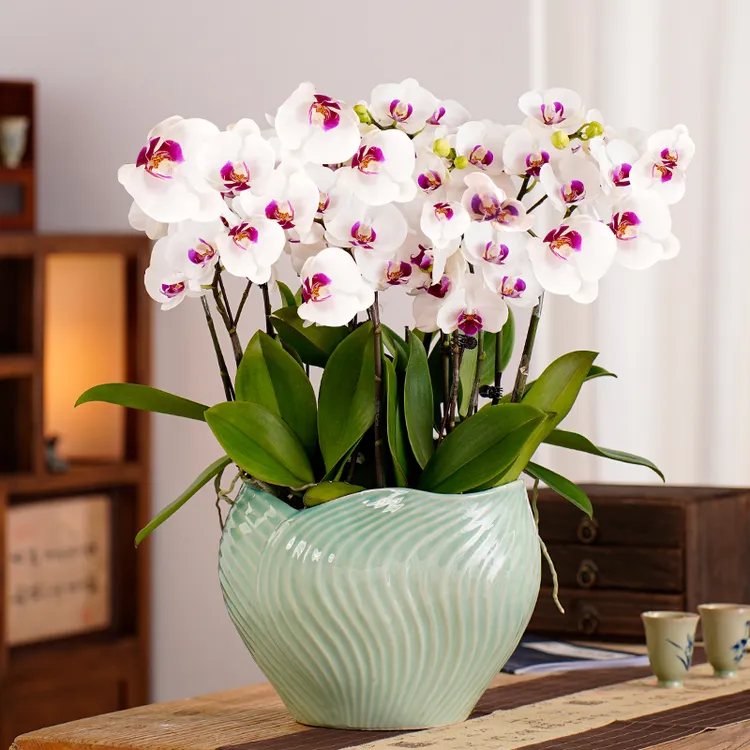蝴蝶兰盆栽带花苞室内电视柜玄关真花卉高档摆件年宵礼品春节送礼