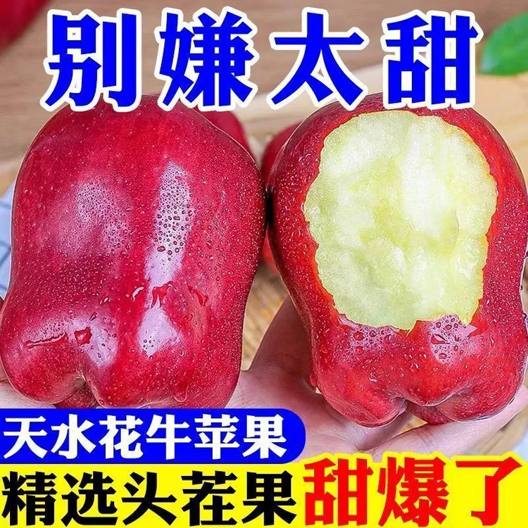 【2025新果】甘肃天水花牛苹果高山种植清脆粉面辅食两吃果产地直发