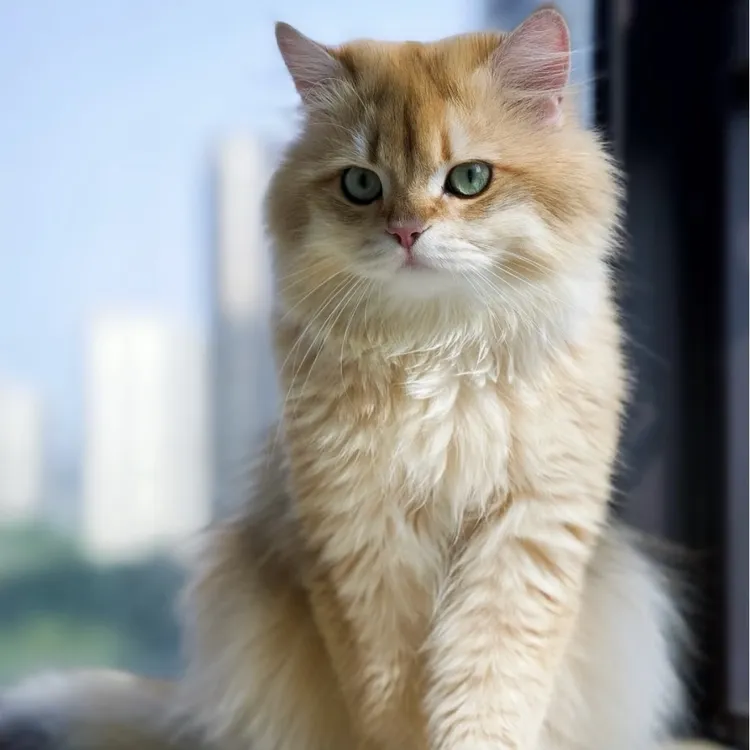 【猫猫专属】金渐层银渐层小猫咪布偶猫长毛蓝白蓝金布偶一号猫咪