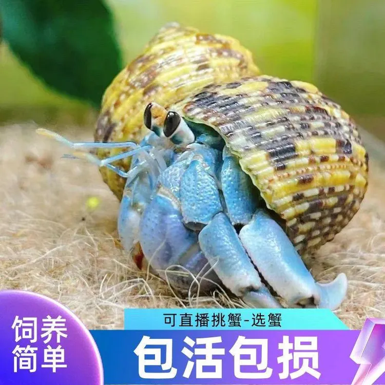 小豆丁寄居蟹宠物活体寄居蟹观赏蟹送礼蟹儿童节礼物桌面萌宠饲养