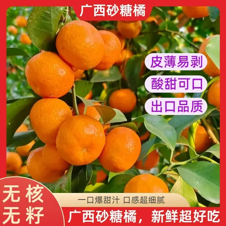 【口口爆汁砂糖橘】正宗广西沙糖橘新鲜现摘水果当季薄皮无籽包邮