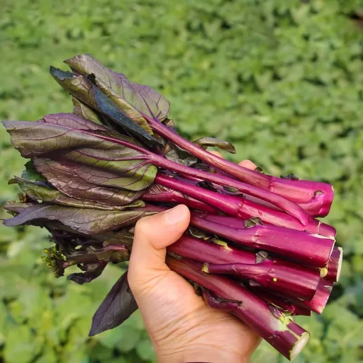 【南县老味道】新鲜红菜苔粗壮鲜嫩农家自种火锅蔬菜现掐现发