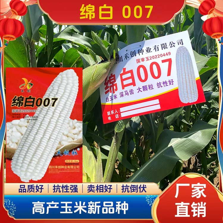 绵白007 白轴白玉米品种 白轴白玉米 大田白玉米品质