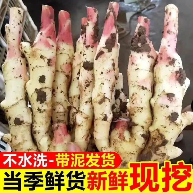 顺丰安徽无为特产新鲜现挖红芽嫩姜农家大仔姜可腌制糖醋泡姜