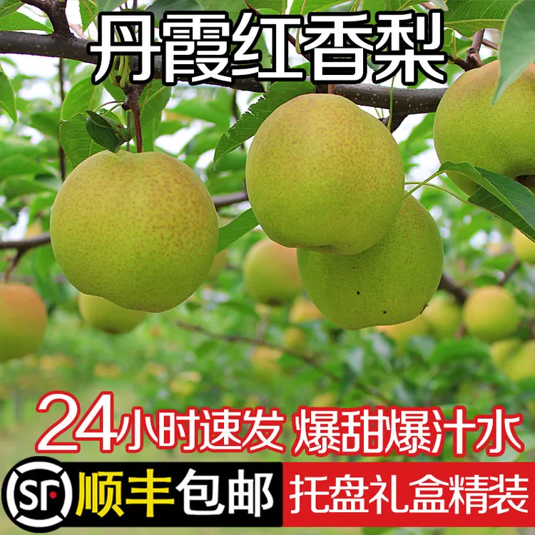 【顺丰】丹霞红梨脆甜无渣新鲜水果孕妇应季雨露香薄皮酥冰糖梨头茬