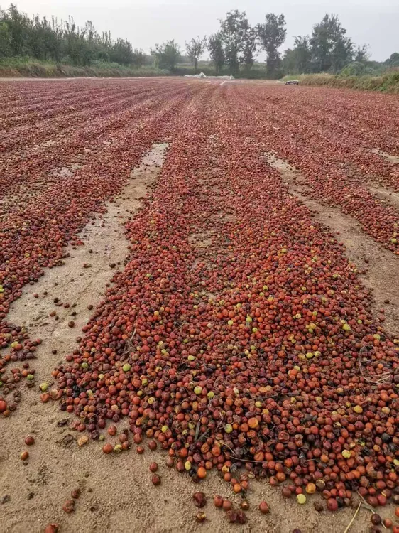 野生酸枣硬核去皮酸枣核沂蒙山（非仁）