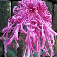 【盘龙锦醉】大花富贵菊九月菊花苗盆栽适合室内外花开好看