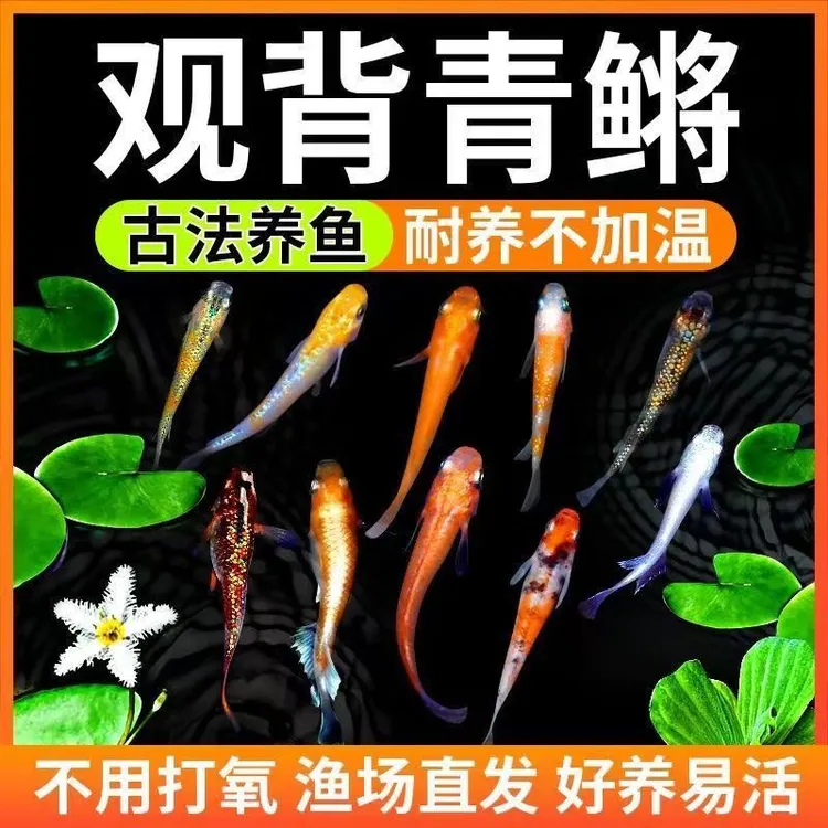 观背青鳉冷水鱼吃油膜不打氧好养活新手淡水观赏鱼黑色养鱼发货