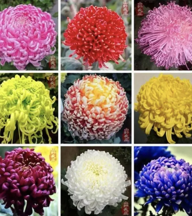 【混色重瓣大菊花种子】家庭阳台小院四季种植盆栽地栽易种易活