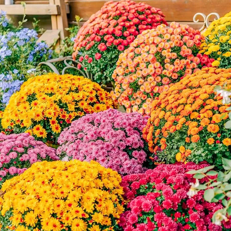 球菊爆盆花卉苗千头菊耐寒阳台庭院花园盆栽地栽好养自然成球
