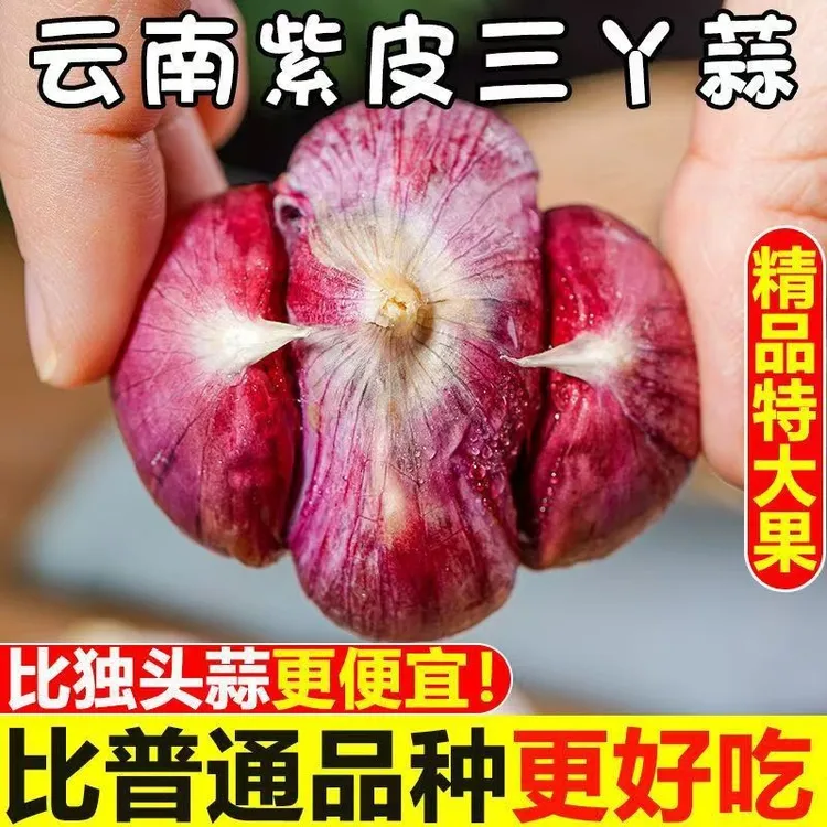 三丫蒜2025年新鲜干大蒜云南正宗紫红皮三瓣蒜大理瓣蒜红蒜大蒜头