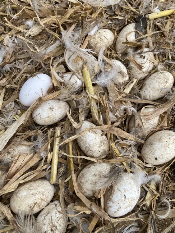 农家散养新鲜鹅蛋土鹅蛋现捡省内包邮重量2.4两到2.7两