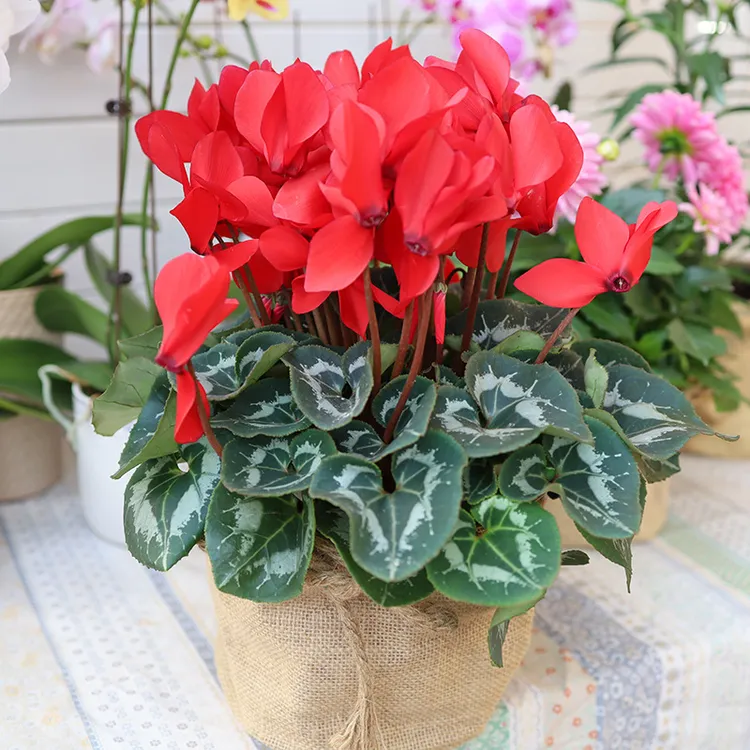 新品仙客来盆栽带花发货好养室内花卉四季花阳台室内盆栽观花植物