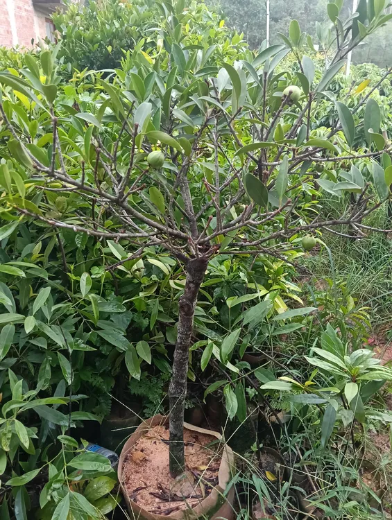 黄金山竹正宗可地栽盆栽