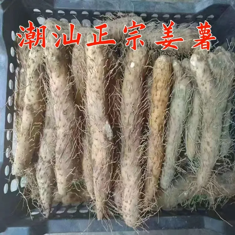潮汕惠来现挖姜薯正宗煲汤甜品食材粉糯可口
