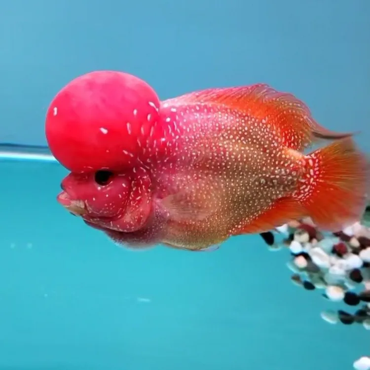 艳罗汉鱼精品罗汉鱼鸿运当头金华银花花纹罗汉鱼宠物观赏鱼