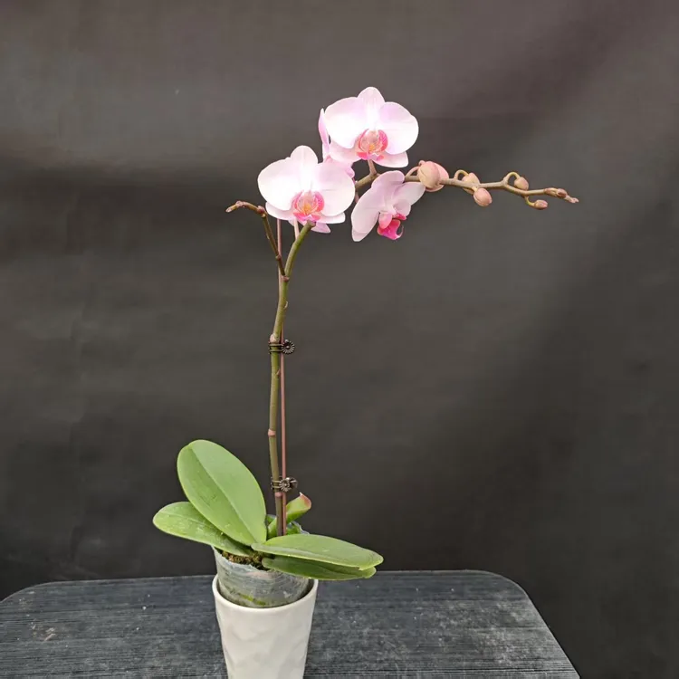 森境【赛莉娅】蝴蝶兰 （完全开花）