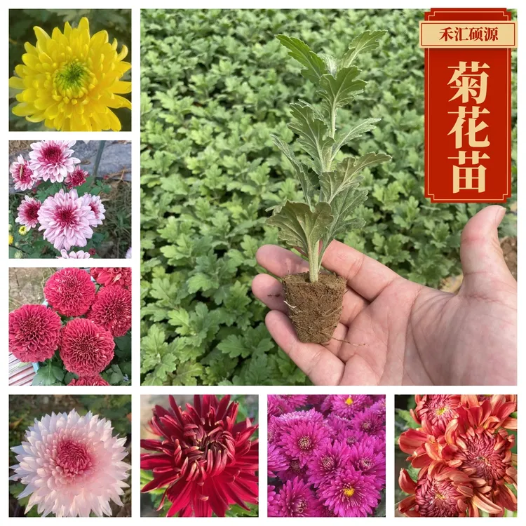 禾汇硕源特惠混搭15颗菊花苗四季开花室内外阳台庭院观花植物混色
